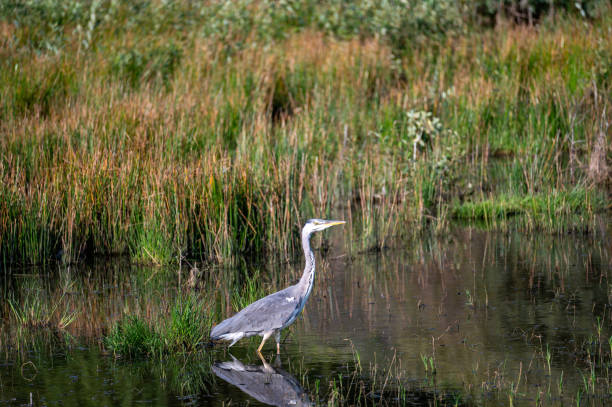 istock A heron stands in a small lake 2192373335