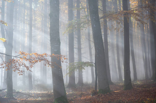 Sun shines in the morning fog in a forest in autumn