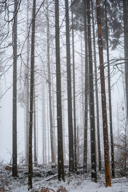 Trees in a forest in winter with snow and fog