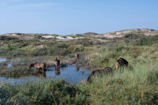 istock Wild horses at a small lake in a dune landscape 2192373916