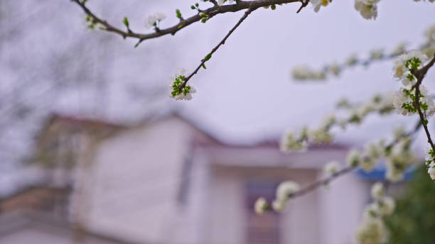 istock Pear blossoms In Spring,China,Asia. 2192375822