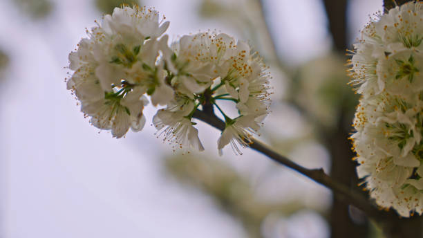 istock Pear blossoms In Spring,China,Asia. 2192375857