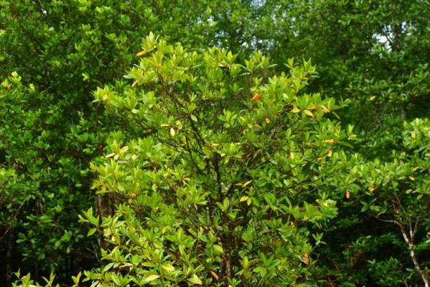 istock mangrove leaf plants suitable for natural backgrounds 2192376316