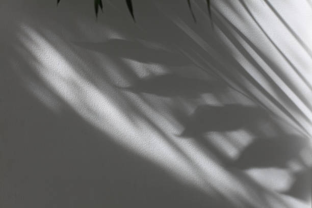 istock Palm leaf and soft focus gray grain texture black and white refraction wall. Light and shadow smoke abstract copy space background. 2192376613