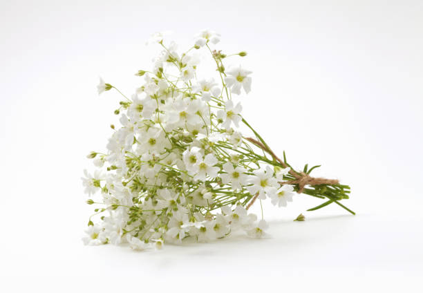 istock Small White flower bouquet. Nature horizontal copy space background. 2192376635