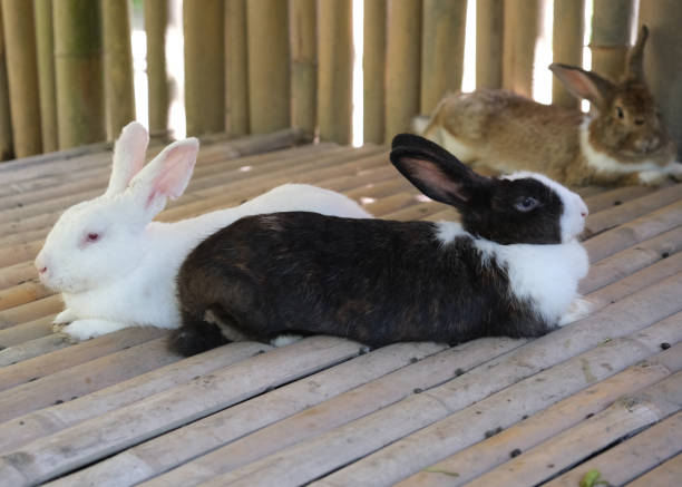 close-up shot group of rabbits sitting inside a bamboo cage at zoo
