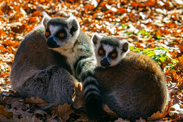 Two lemurs on the ground in the middle of golden leaves fallen during autumn