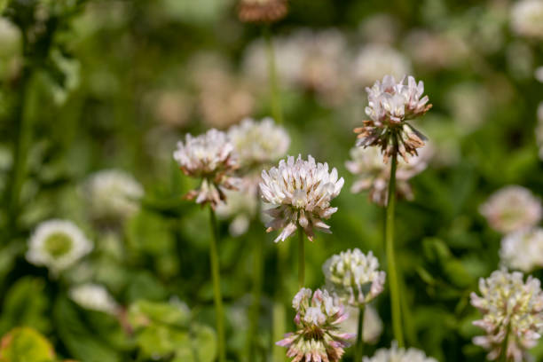 istock a clover blooming with white flowers in early summer 2192381676