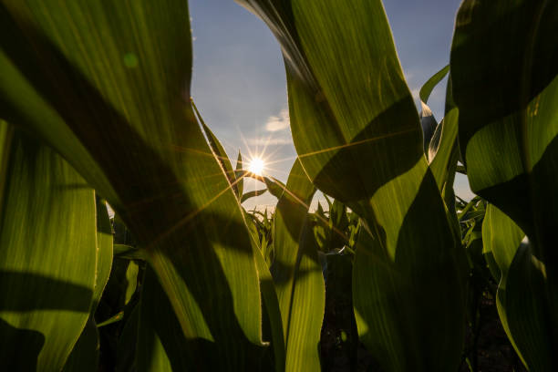 istock a field with green corn foliage in the summer sunset 2192381700