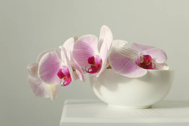 istock Pink phalaenopsis orchid flower in bowl on white interior. Selective soft focus. Minimalist still life. Light and shadow nature background. 2192382586