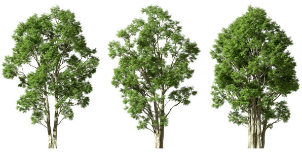 istock Isolate greenery trees growth set cut-out on white backgrounds 3d rendering png 2192383280