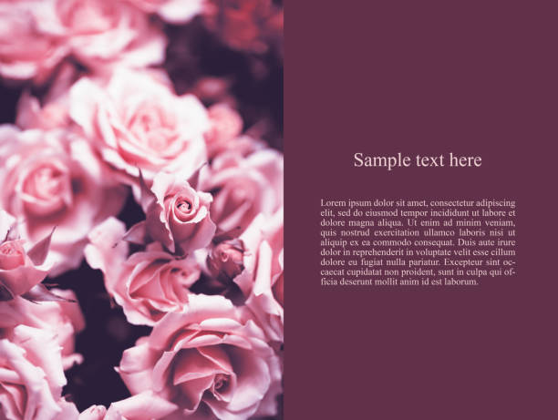 Delicate background with a rose. Pastel background, calm colors. Place to insert text. Sweet color roses in soft style for background