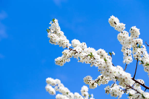Spring flowers. Branches of blossoming cherry against the blue sky. Spring background. Cherry blossoms.