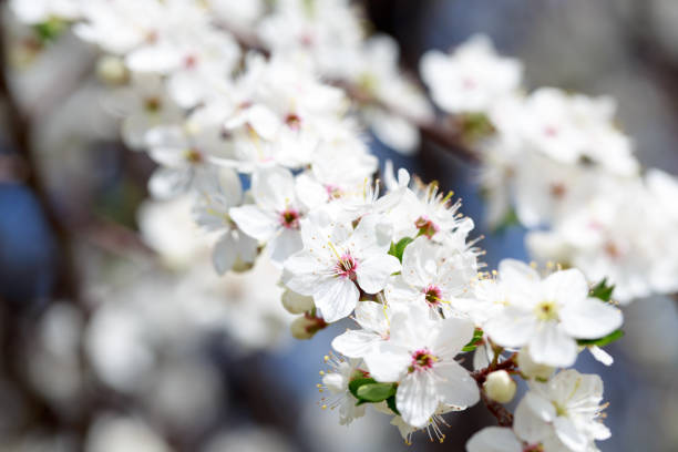 istock Spring flowers. Branches of blossoming cherry against the blue sky. White flower. Spring background. Cherry blossoms. 2192383329