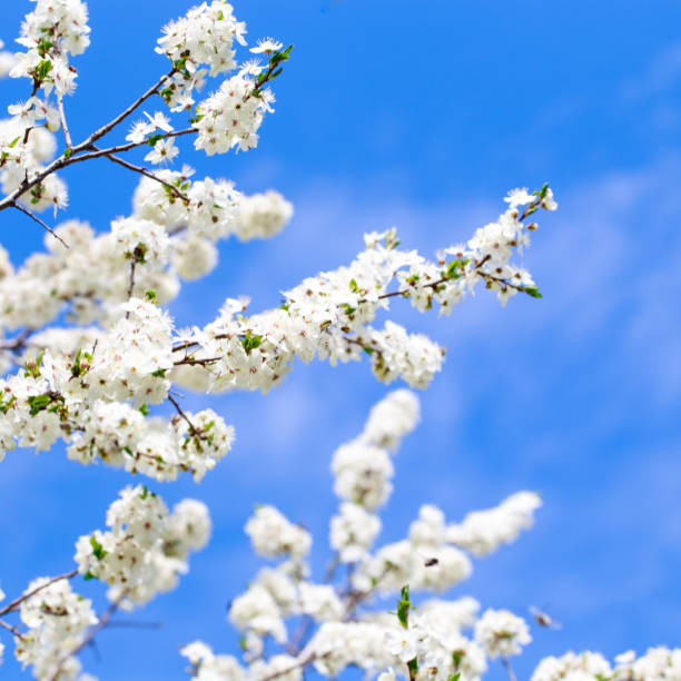 Spring flowers. Branches of blossoming cherry against the blue sky. Spring background. Cherry blossoms.