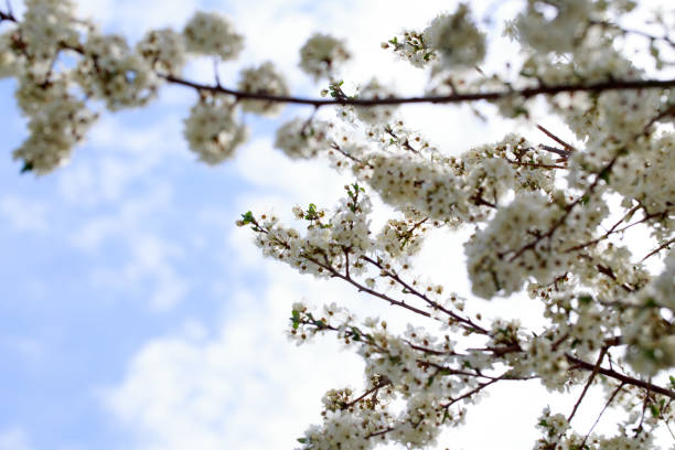 Spring flowers. Branches of blossoming cherry against the blue sky. Spring background. Cherry blossoms.