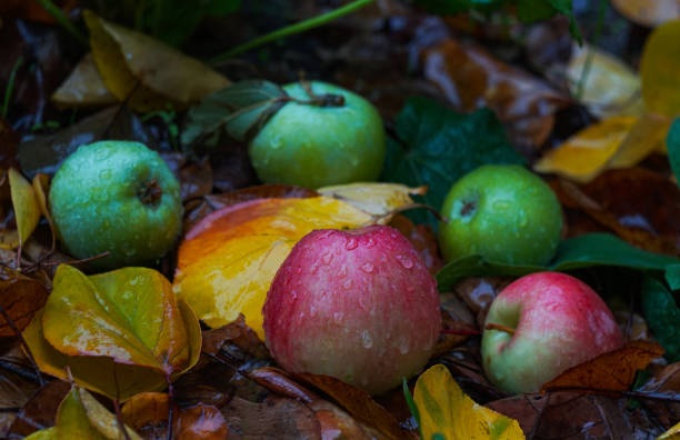 There are water drops on the apple lying on the ground