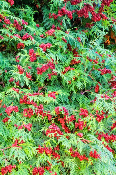 istock Plexus of thuja branches as a background. 2192385597