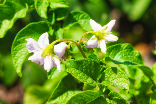 istock Flowers on a potato bush, close-up. Flowering potatoes. 2192385643