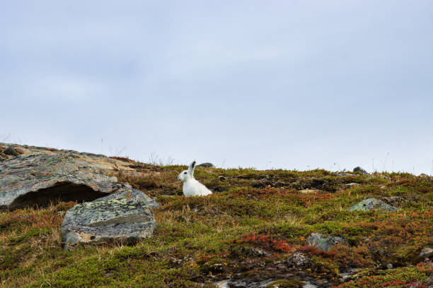 istock Wild arctic hare (Lepus Articus) near Qalerariq glacier (South Greenland) 2192388145