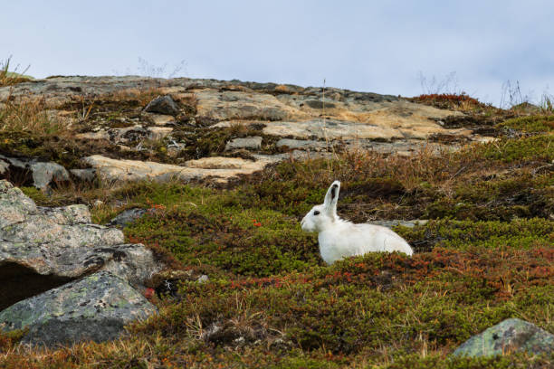 istock Wild arctic hare (Lepus Articus) near Qalerariq glacier (South Greenland) 2192388171