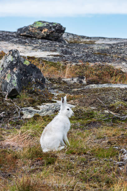 istock Wild arctic hare (Lepus Articus) near Qalerariq glacier (South Greenland) 2192388190