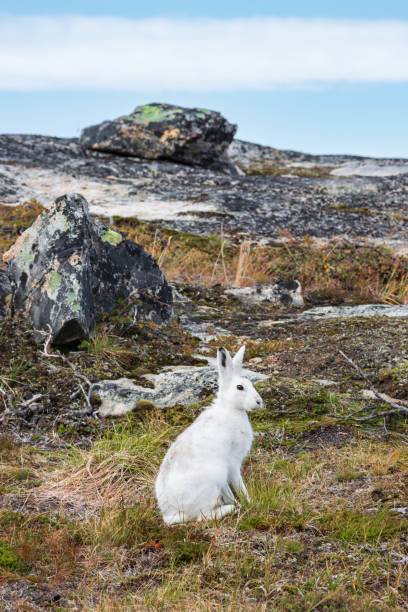 istock Wild arctic hare (Lepus Articus) near Qalerariq glacier (South Greenland) 2192388195
