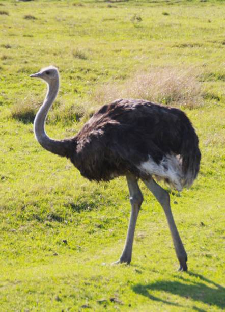 istock Ostrich running on safari grass 2192388815