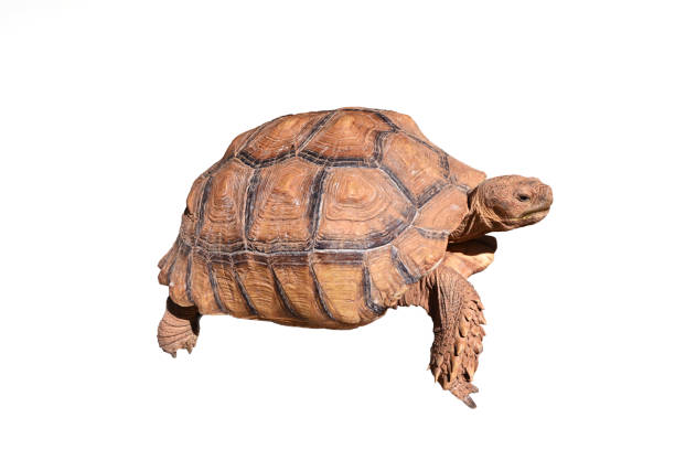 istock Close-up of a turtle isolated on a white background 2192389243