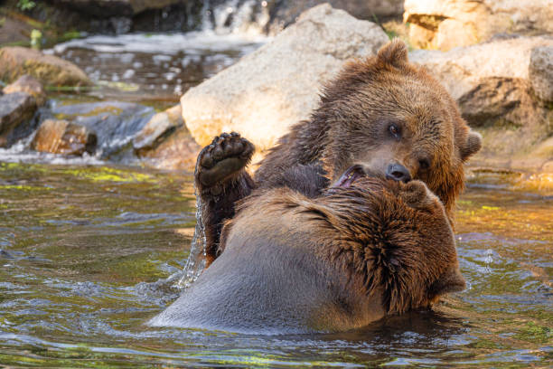 two Wild brown bear ,ursus arctos playing in the water. bears fight in the water, taking various poses with open mouths and splashes around