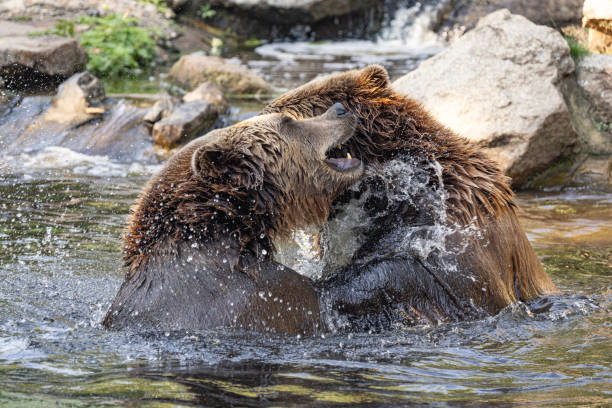 istock two Wild brown bear ,ursus arctos playing in water 2192389549