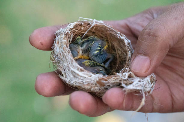 istock small bird's nest with yellow-throated chicks 2192389822