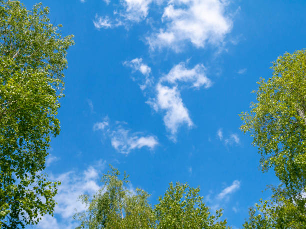 istock Green foliage and blue sky. Tree tops against the sky and white clouds. 2192390092