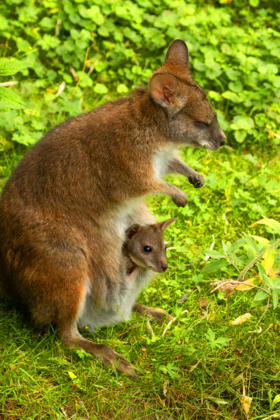 Joey Wallaby Looking out from its Mothers Pouch