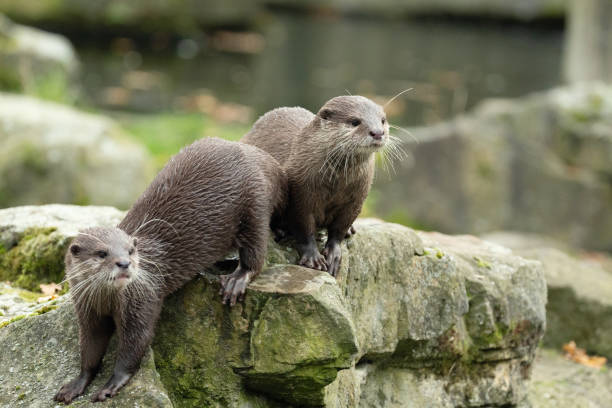 istock Asian small clawed otter Amblonyx cinerea, small clawed otter 2192390220