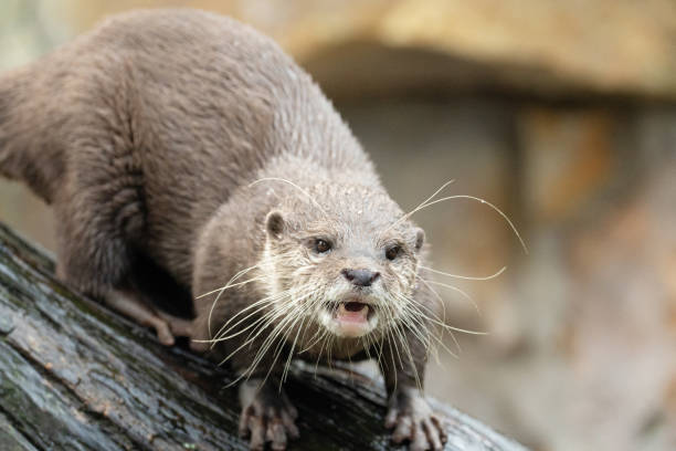 istock Asian small clawed otter Amblonyx cinerea, small clawed otter 2192390232