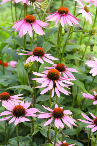 istock flowers growing in the garden 2192392223