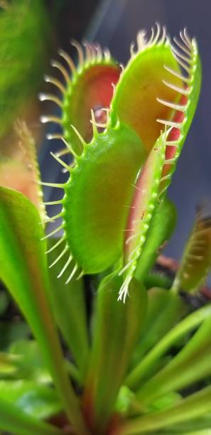 istock The Venus flytrap is a carnivorous plant native to the temperate and subtropical wetlands 2192392553
