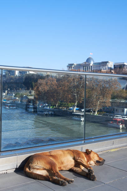 Free-roaming Dogs in Tbilisi, Georgia, peacefully Sleeping on a Bridge, identified by Microchips, representing Urban Life and Care for Strays.