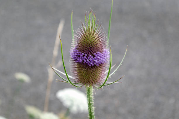 Teasel or cabaret birds, dipsacus fullonum, caprifoliaceae