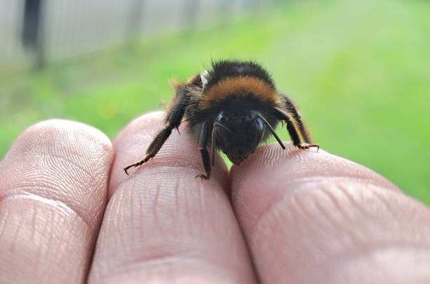 istock Upclose of a bee 2192393441