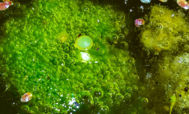 istock Freshwater algae Spirogyra release oxygen into the air, oxygen synthesis in water bodies, Ukraine 2192395270