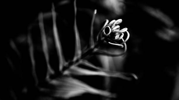 istock Monochrome fern with strong highlight and shadow 2192396485