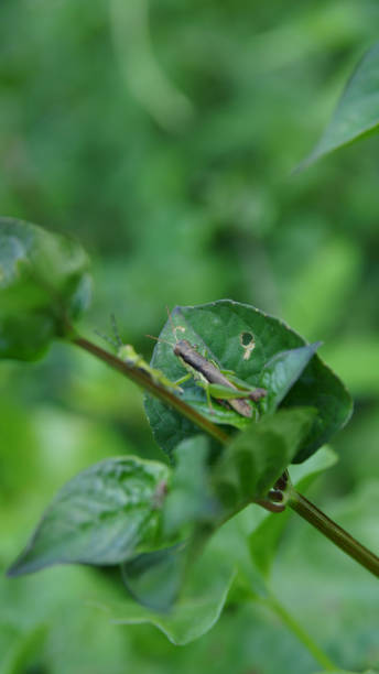 istock Grasshopper on a green fern in the wilderness 2192396533