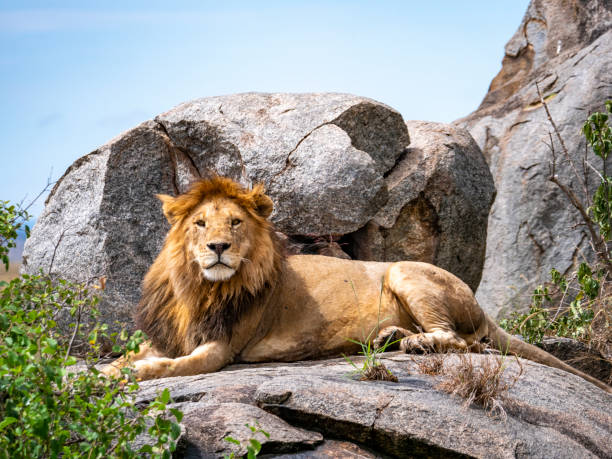 istock Magnificent lion (Panthera leo) in a rocky landscape. 2192397386