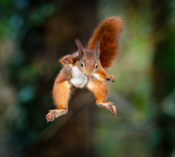 istock Red Squirrel leaping in the woodland 2192397432