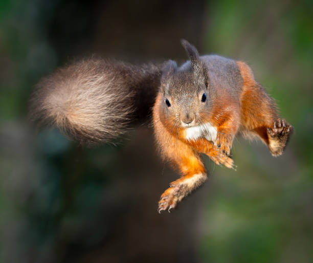 istock Red Squirrel leaping in the woodland 2192397433