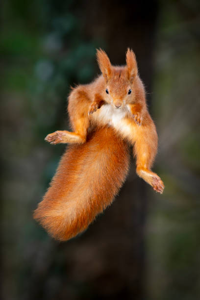 istock Red Squirrel leaping in the woodland 2192397435