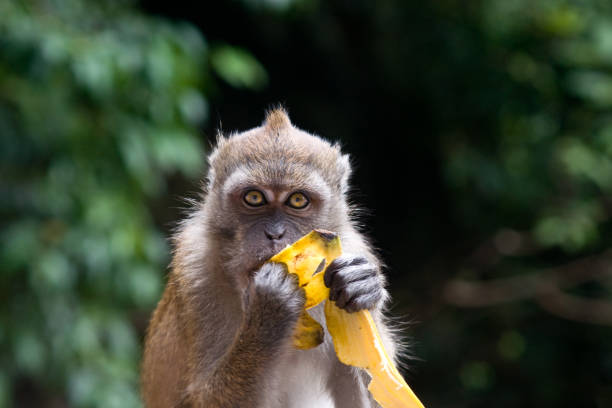 Monkey at Tham Phra Temple, Chiang Rai eating corn