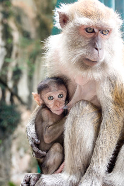 istock Potrait shot of a Macaque monkey with her young one 2192397699